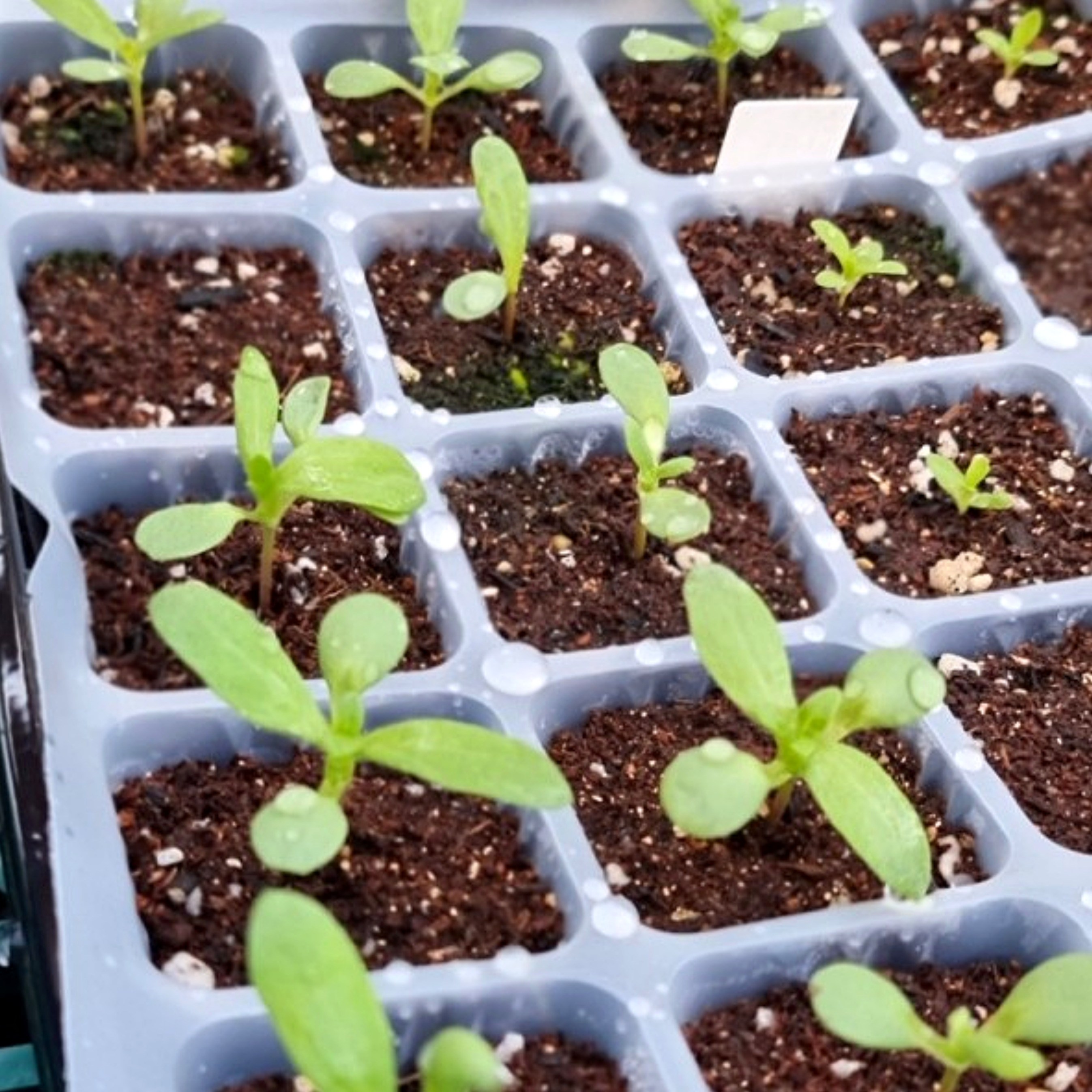 연결포트 모종트레이 모종판 육묘판 씨앗 모종 102,000원