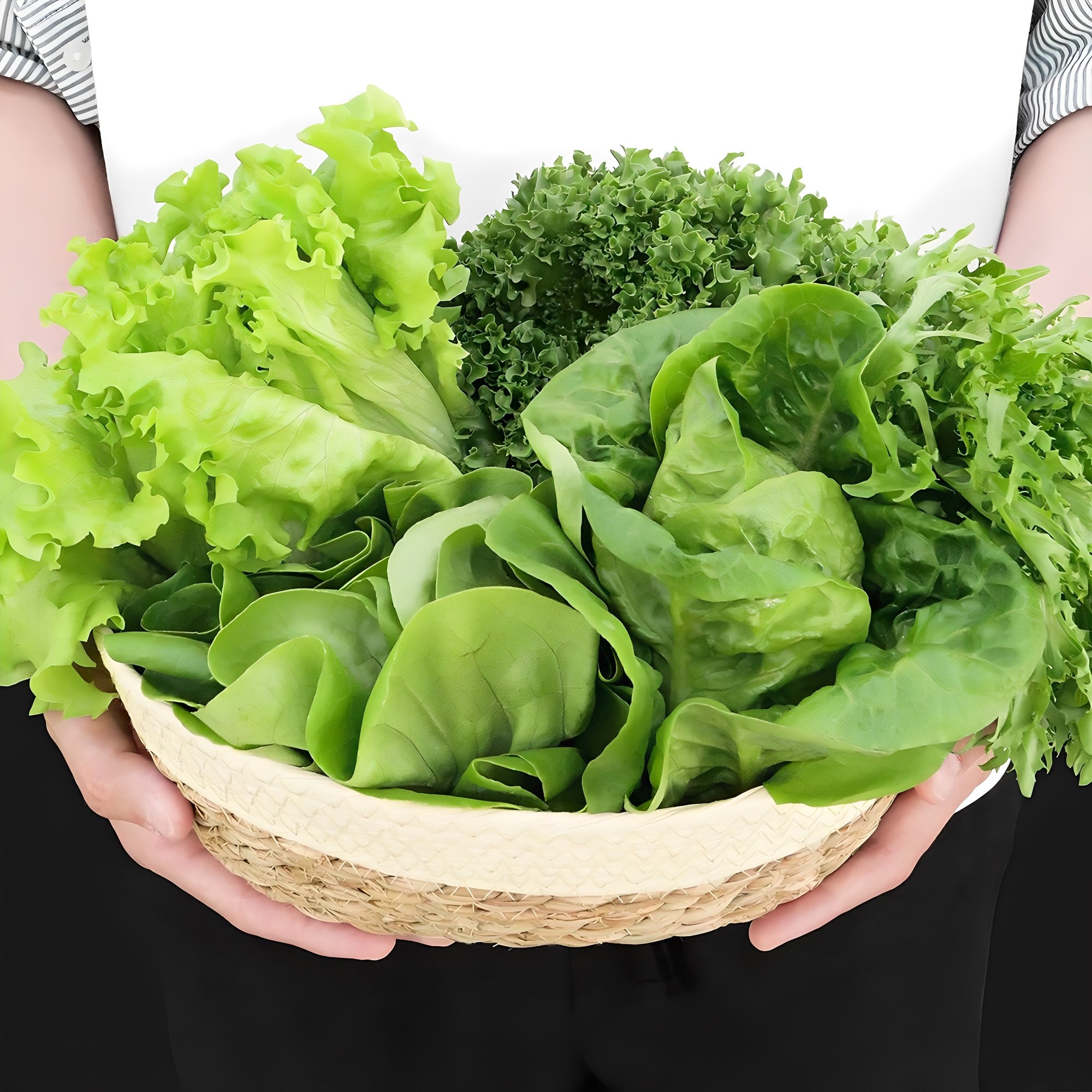 산지직송 유러피안 샐러드 유럽 샐러드 쌈채소, 1박스, 샐러드 3~4종 모음 1kg 11,900원