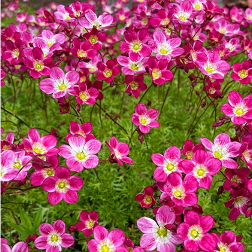 천상초 (운간초) 3색 씨앗 50립 소포장 선택구매, 1개 3,130원