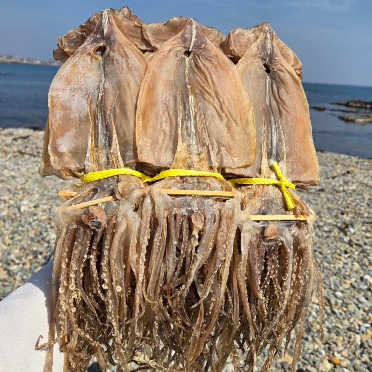 [산지직송] 동해안 국산 국내산 오징어 건오징어 마른오징어 해풍 건조, 1개, 국내산 완전건조 (5미) 300g 33,900원