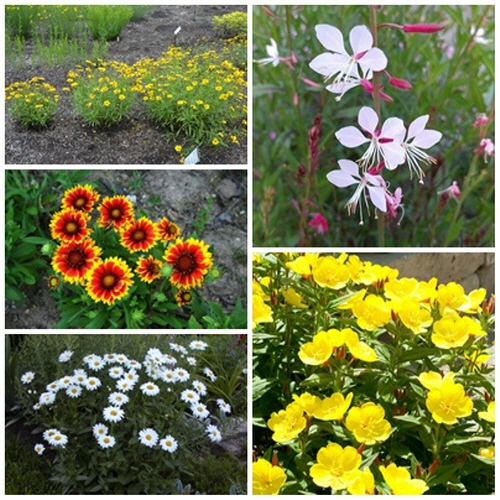 [꽃씨모듬 1213] 파종첫해 개화 다년초 5선, 1개 14,000원