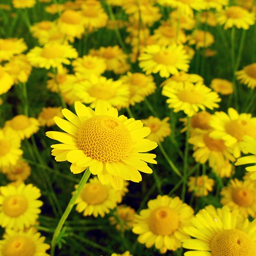 캐모마일 3종 씨앗 50립 소포장 선택구매, 1개 28,000원