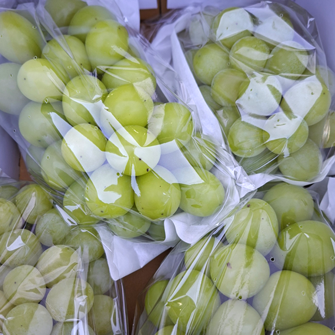 [초특가할인] 샤인머스캣 샤인머스캣 샤인머스킷 국내산 34,800원