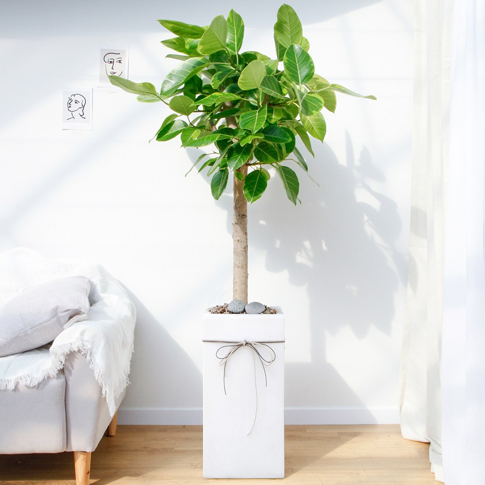 드셀플라워 금전수 돈나무 개업 화분 집들이 선물 승진 사무실 이전 병원 개원 식당 개업식 축하 화분 배달 당일배송 특대형 화이트 사각 시멘트, 1개, 7.특대형_뱅갈고무나무 화이트 사각 시멘트 159,000원