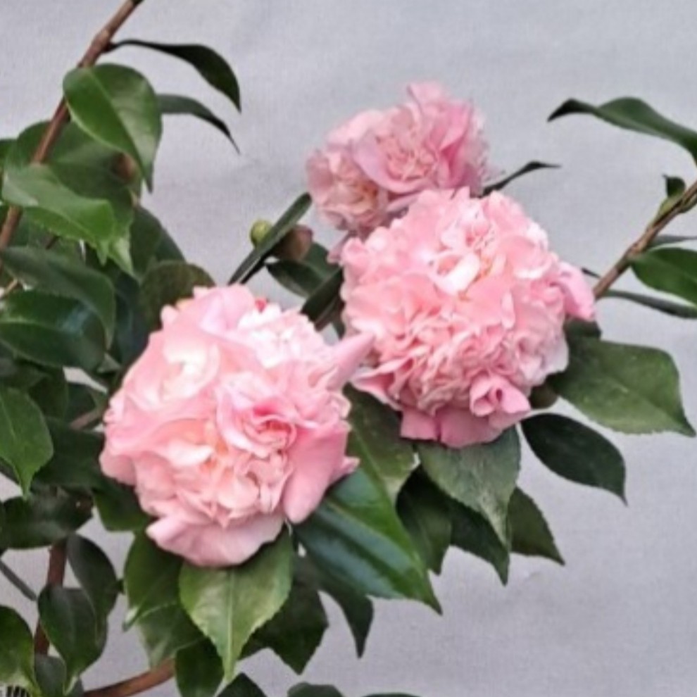 향기나는 서향 동백나무 키우기 겨울꽃 14,900원