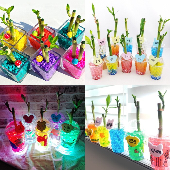 오렌지e몰 개운죽과 함께 시작하는 푸릇푸릇한 봄맞이 프로젝트, 1개, 개운죽 키우기 개구리 한살이 6인 10,000원