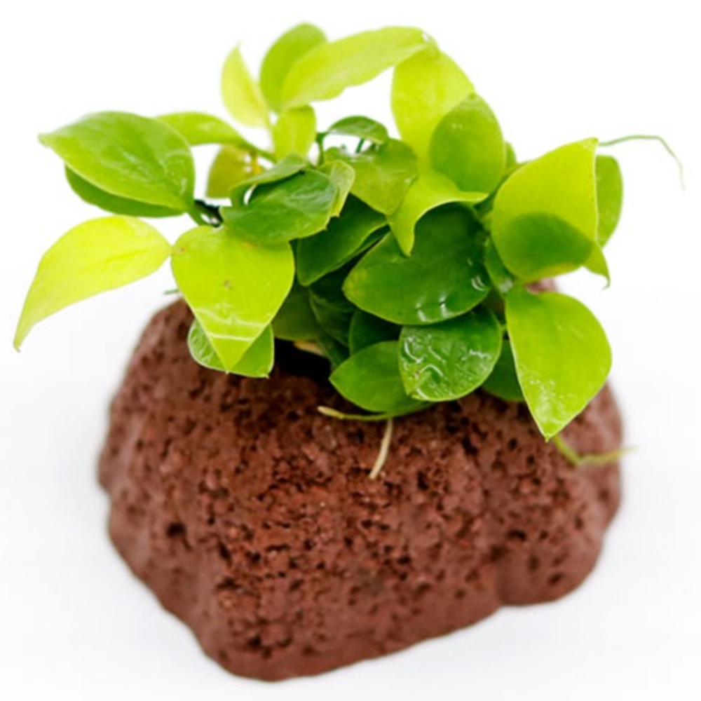 미미네아쿠아 활착수초 활화산 골든나나 11,280원