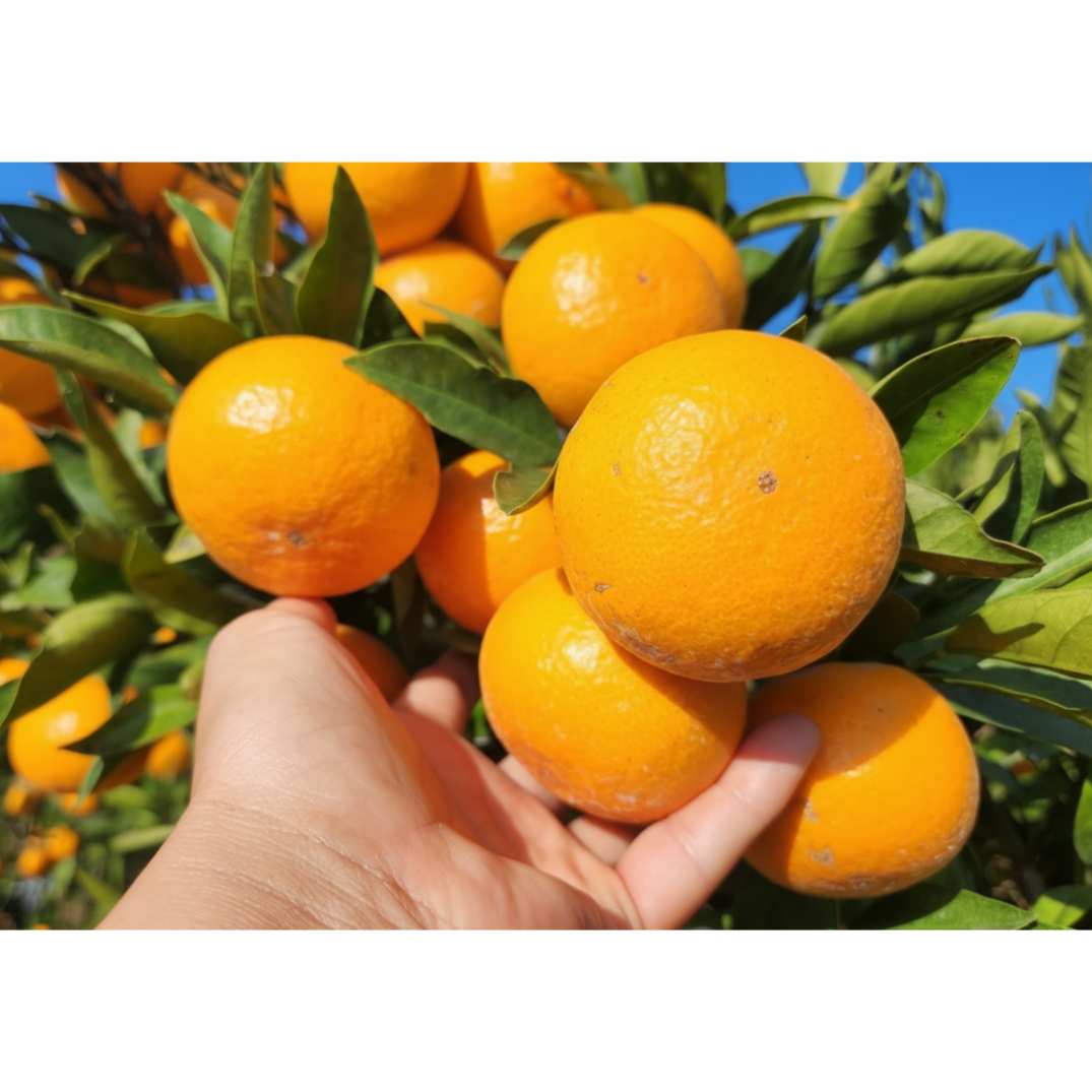 [고객재구매율높음] 당도 높은 싱싱한 조생귤, 1개, 조생귤 상품 소과 (꼬마~3S) 4.5kg 54,340원