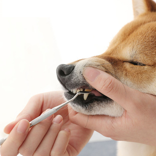 강아지 반려견 셀프 스케일링 입냄새 치석제거기, 셀프스케일러(ABC 세트), 1개, 현재가 9,800원