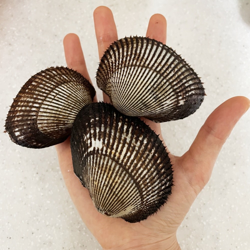 국내 남해안 제철 피꼬막 3kg 당일조업 쫄깃 통통 피조개 14,310원