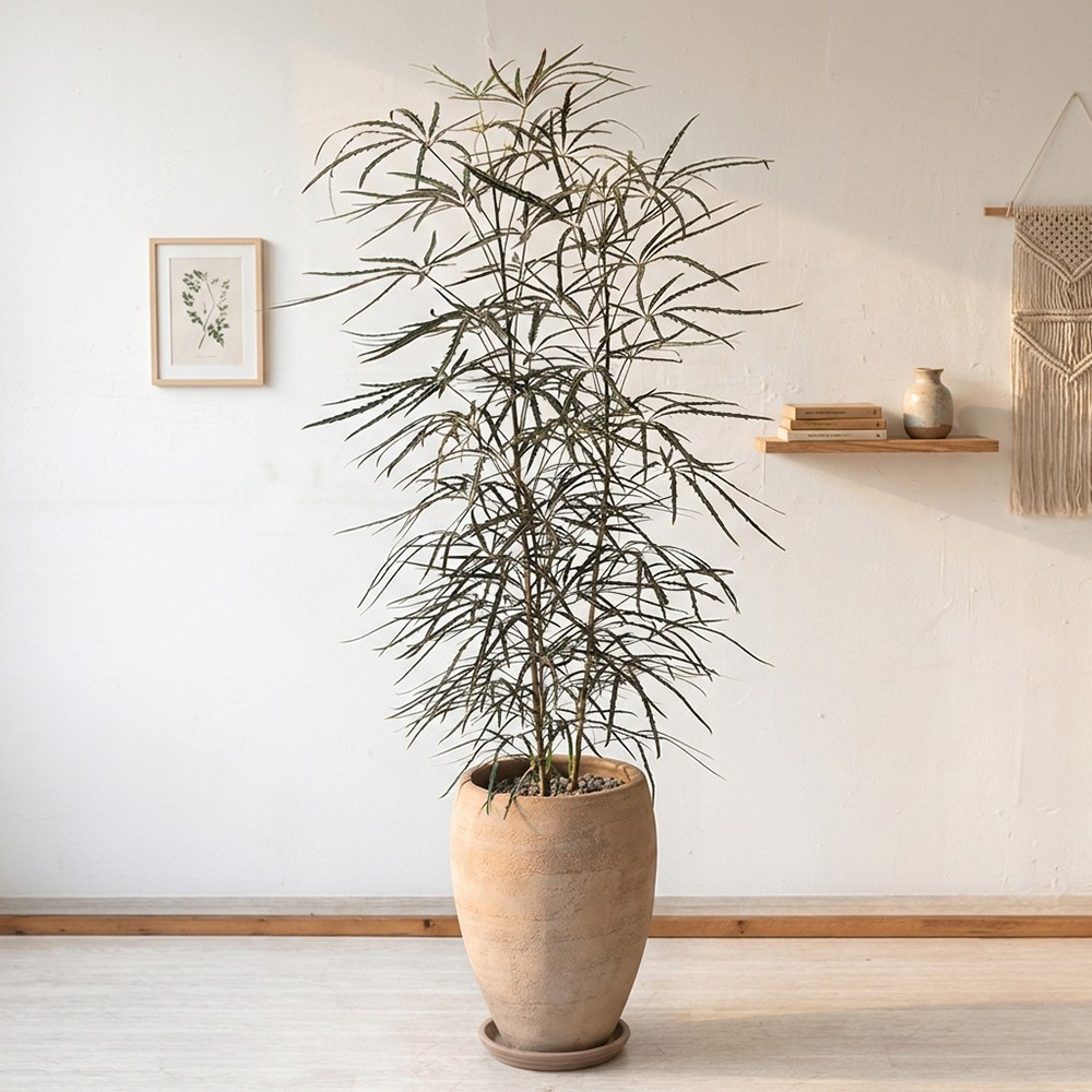 시크한 매력 대형 아랄리아 이색적인 공기정화식물 예쁜 카페식물 138,000원