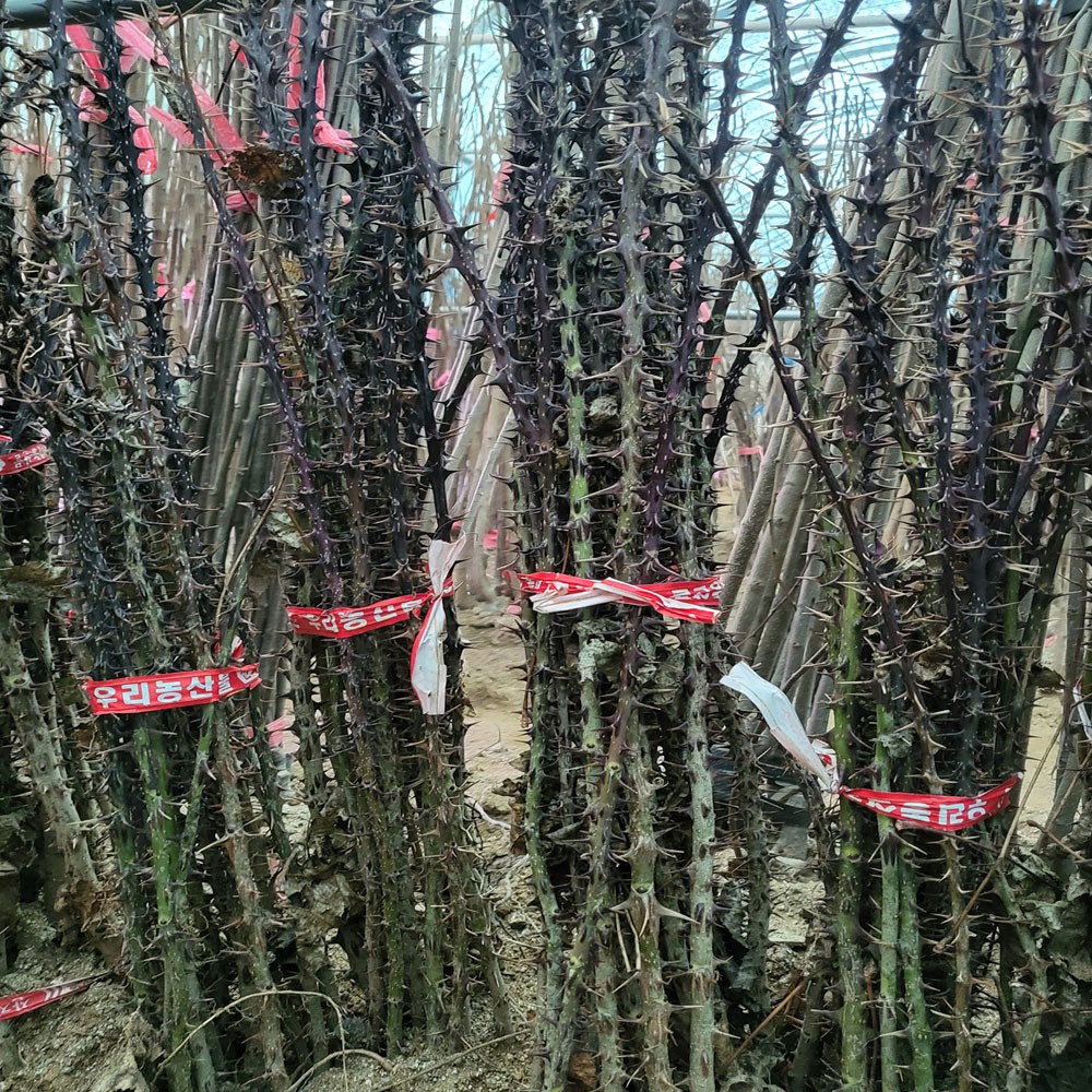 [경북농원]가시있는 음나무 / 민음나무 가시없는 엄나무 / 개두릅묘목, 가시있는 엄나무(음나무), 1개 3,500원