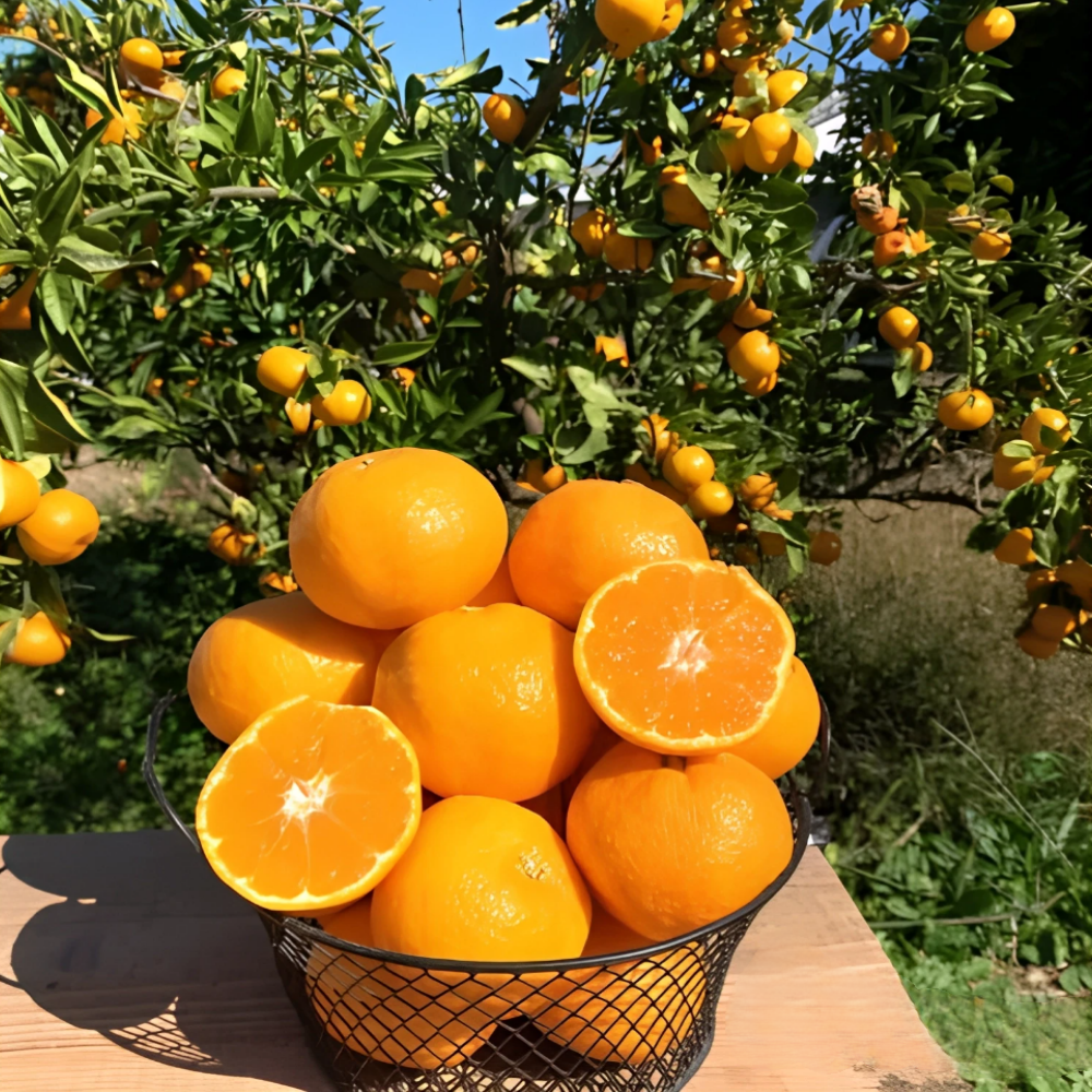 [신년특가] 새콤달콤 초고당도 제주산지직송 천혜향 18,900원