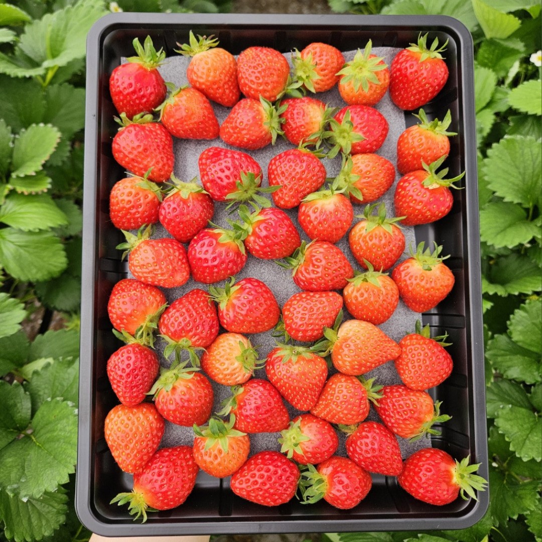 설향 딸기 못난이 주스용 업소용, 1.5kg, 1세트 13,860원