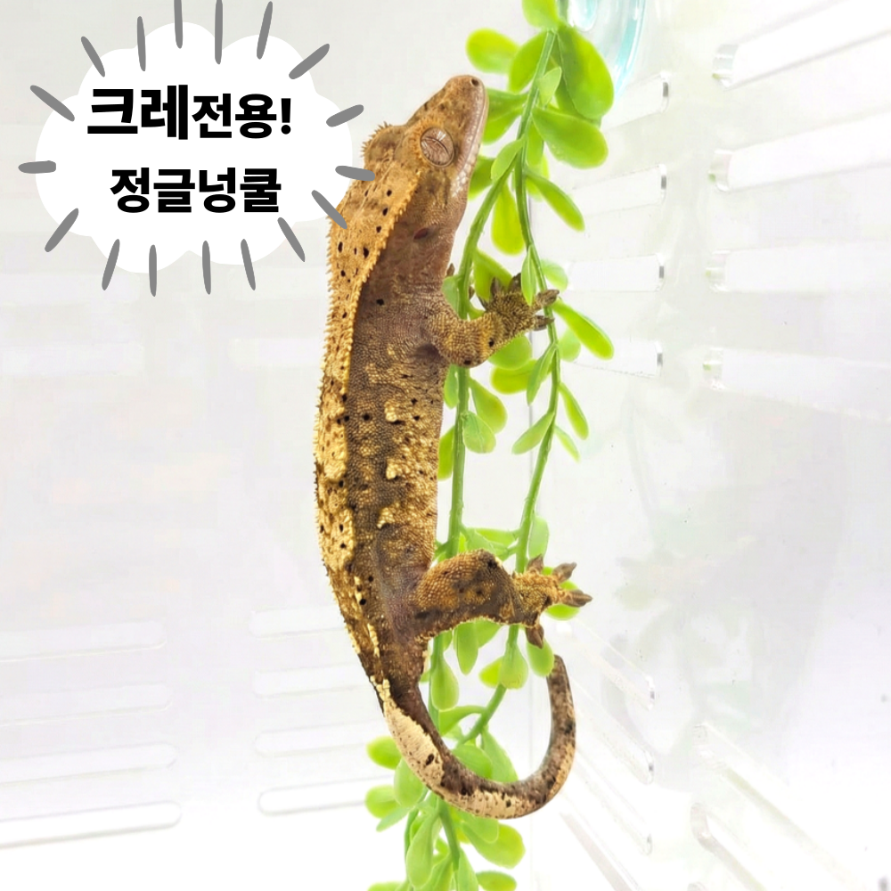 크레스티드게코 크레 도마뱀 인조식물 사육장 꾸미기 용품 국산 흡착판 4,300원