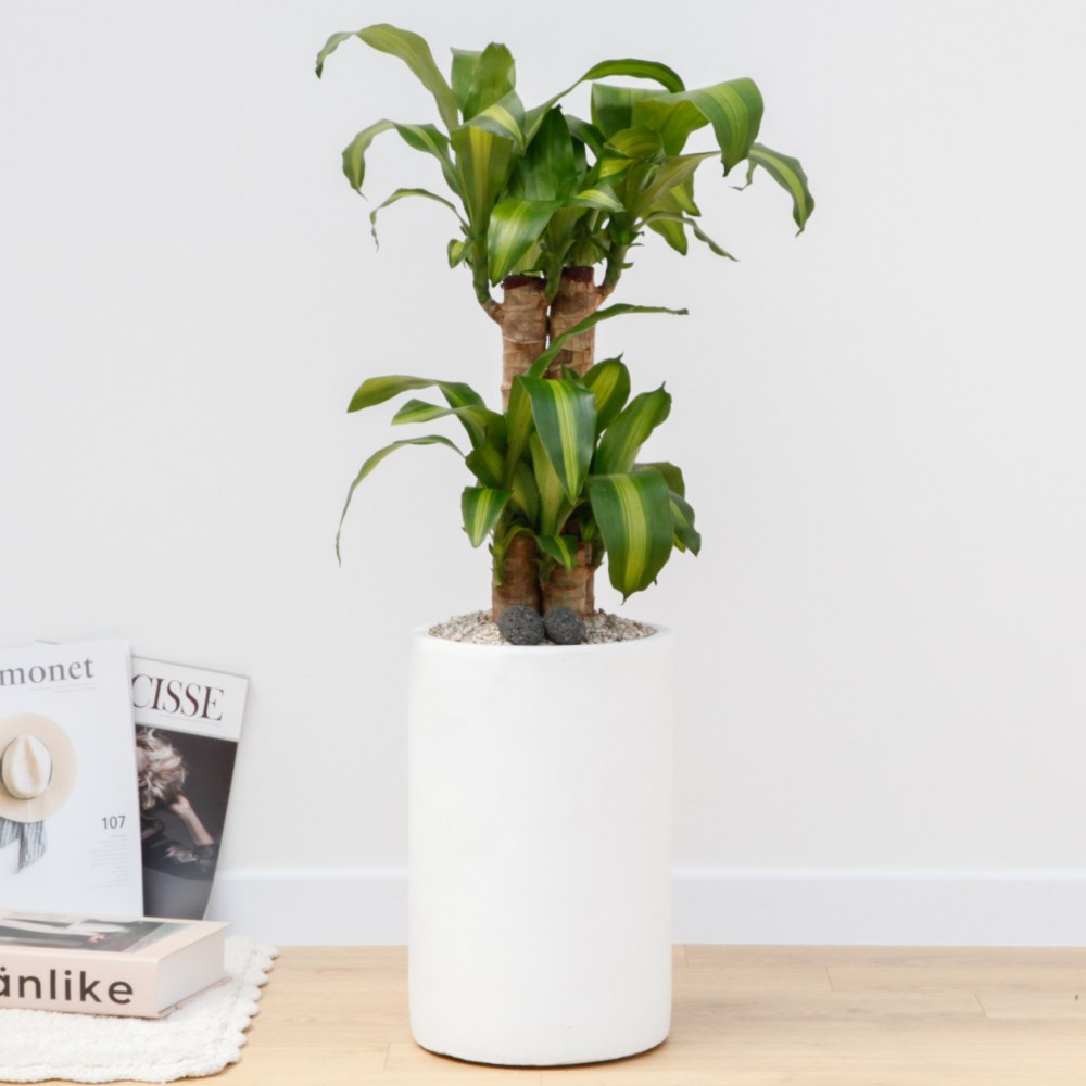 드셀플라워 행운목 금전수 개업 화분 집들이 선물 승진 사무실 이전 병원 개원 식당 개업식 축하 화분 배달 당일배송 37.중형_행운목 흰색원형 경량화분 75,000원