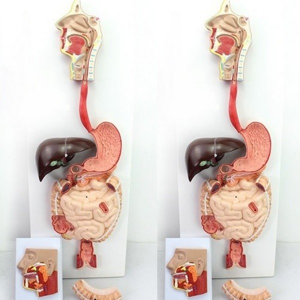 (사이언샵)인체소화기관모형(79cm)R 900,000원