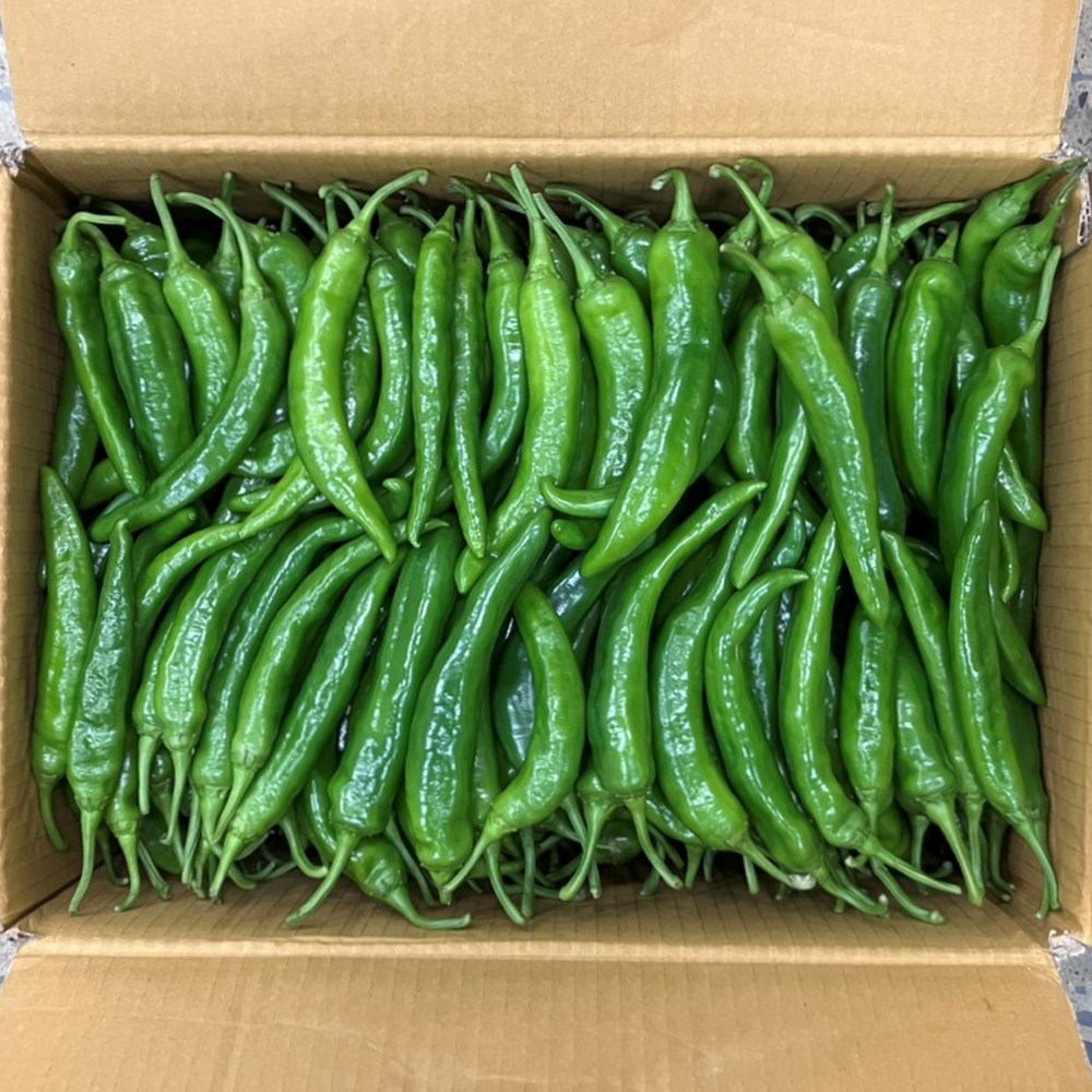 클릭마켓 특품 오이고추 아삭이고추 풋고추, 1개, 1kg 11,000원