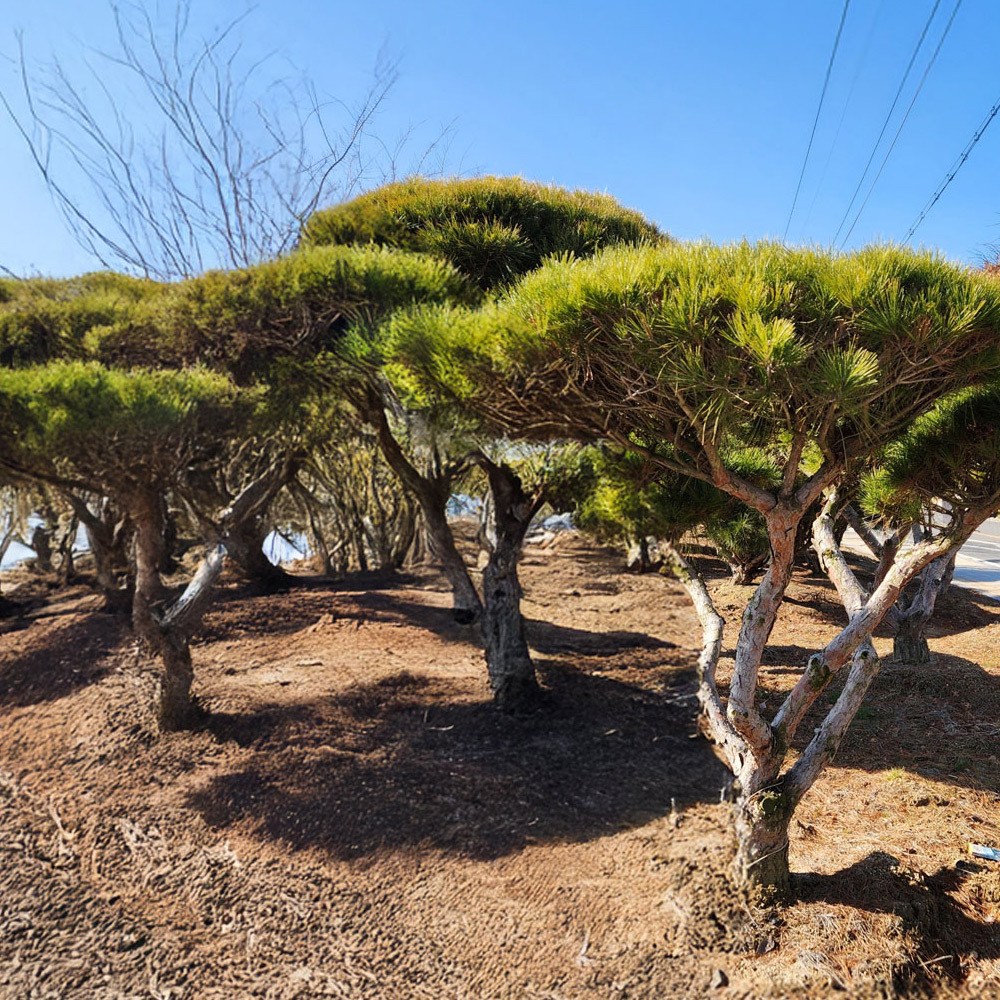 상상정원 반송 (둥근) 소나무 묘목 - 조형반송반송이월반송, 1개, H0.5/W0.5/분 41,000원