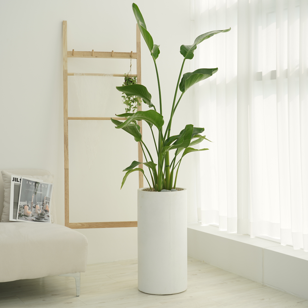 농원청년 돈나무 금전수 인테리어 공기정화식물 개업화분 집들이 승진 선물 사무실 이전 개원 병원 식당 개업식 축하화분배달, 1개 149,000원