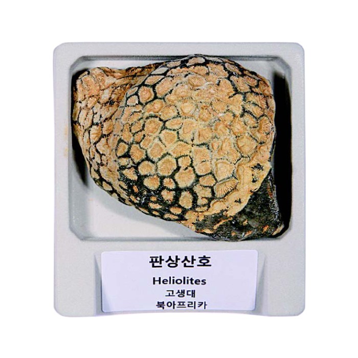 전시용 실물 산호화석 (판상산호) 57,450원