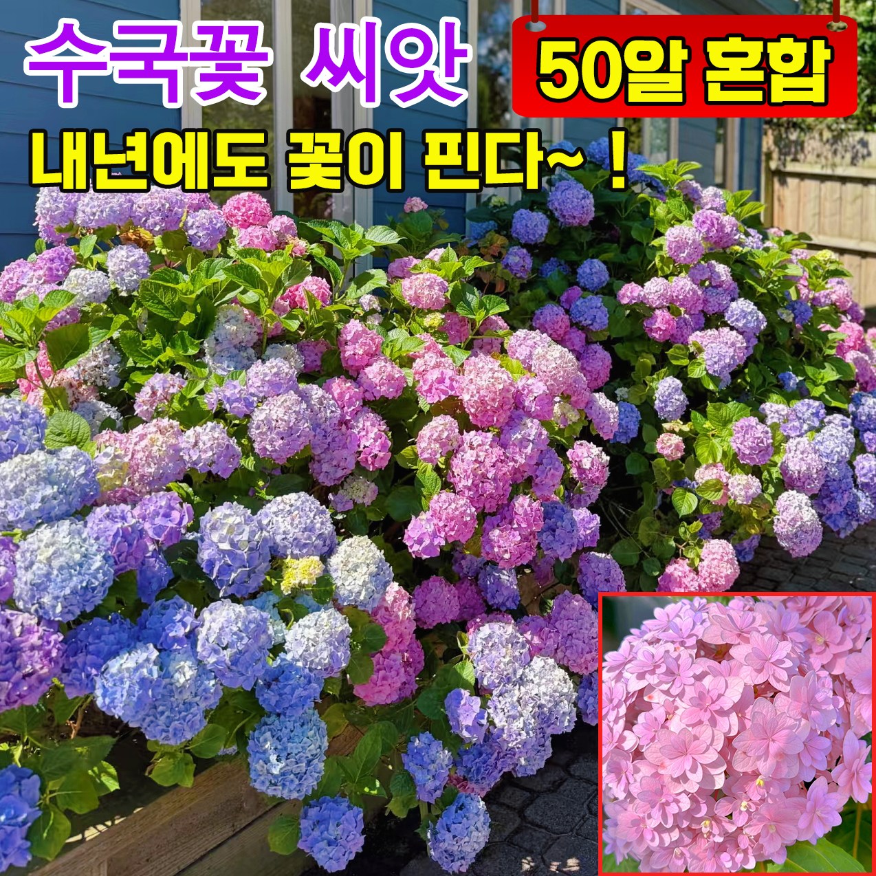 [사계절 개화] 50알/100알/300알 수국 모종 꽃씨앗 수국 생화 씨앗 정원 꾸미기 개화기간이 길다 8,900원