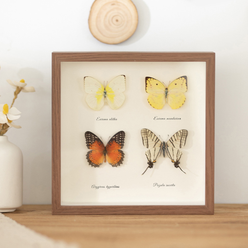 마리조아 나비 말린 꽃 DIY 조개 껍데기 장식 프레임 액자, 1개, 브라운 14,600원