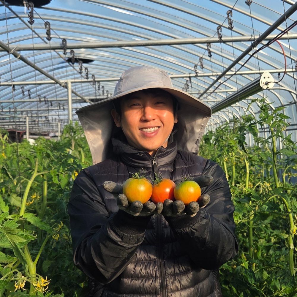 [도매가격] 짭짤이 대저토마토 품평회 수상과, 1개, [로얄고당도] 상품 (M) 5kg 56,800원