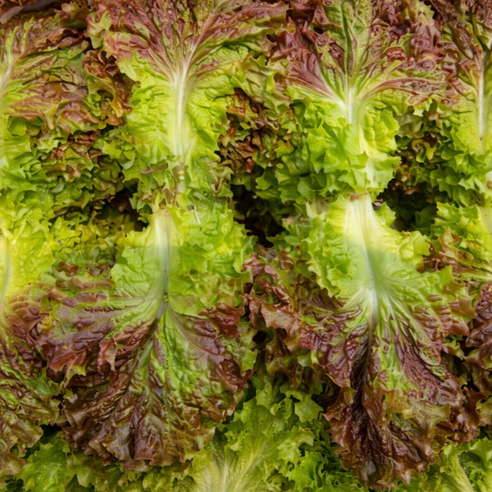 [신일농산] 국내산 꽃상추 적상추 4kg 15,500원