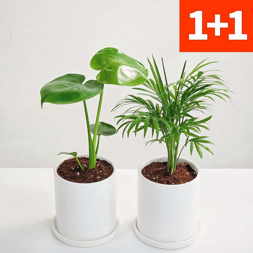 1+1 몬스테라 테이블야자 세라믹 화분 세트 / 실내 인테리어 공기정화식물 25,200원