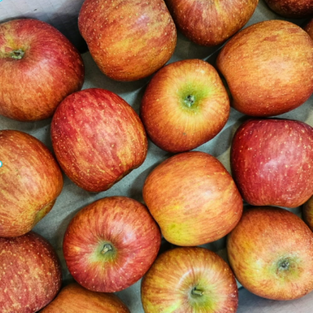 [하늘농원] 재구매1위 농장직송 꿀 사과 가정용 32,500원