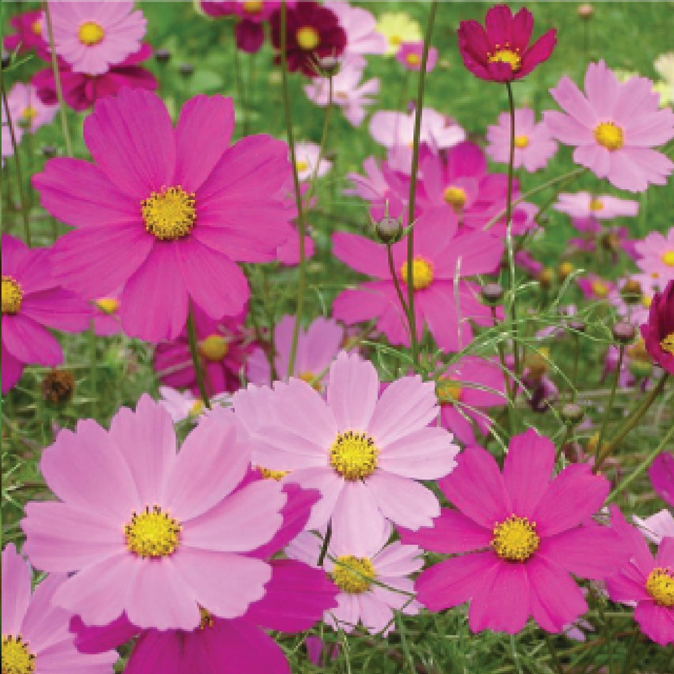 코스모스 씨앗 1kg  야생화씨앗종자 18,000원