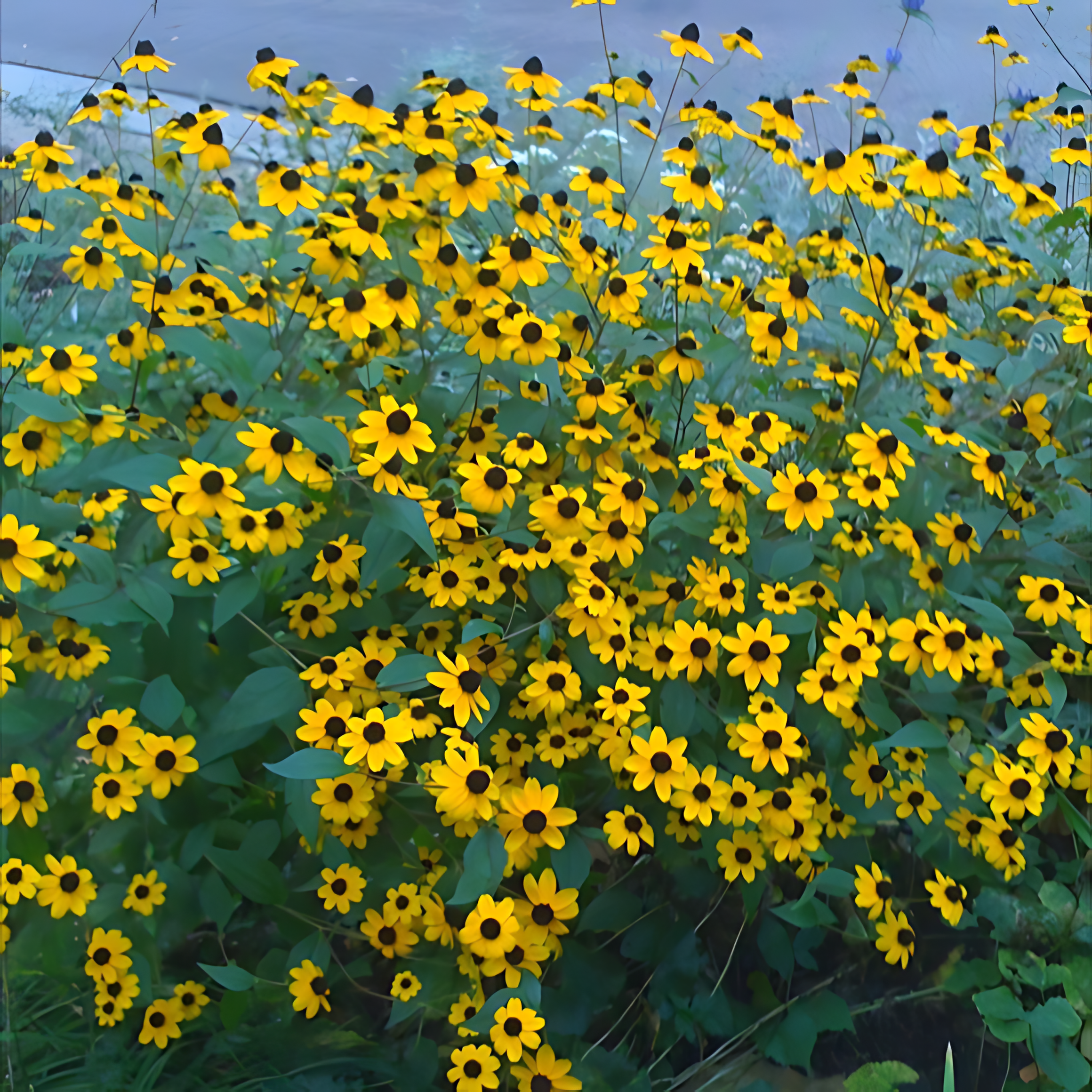 [꽃씨모듬 1214] 파종첫해 개화 다년초 5선, 1개 14,000원