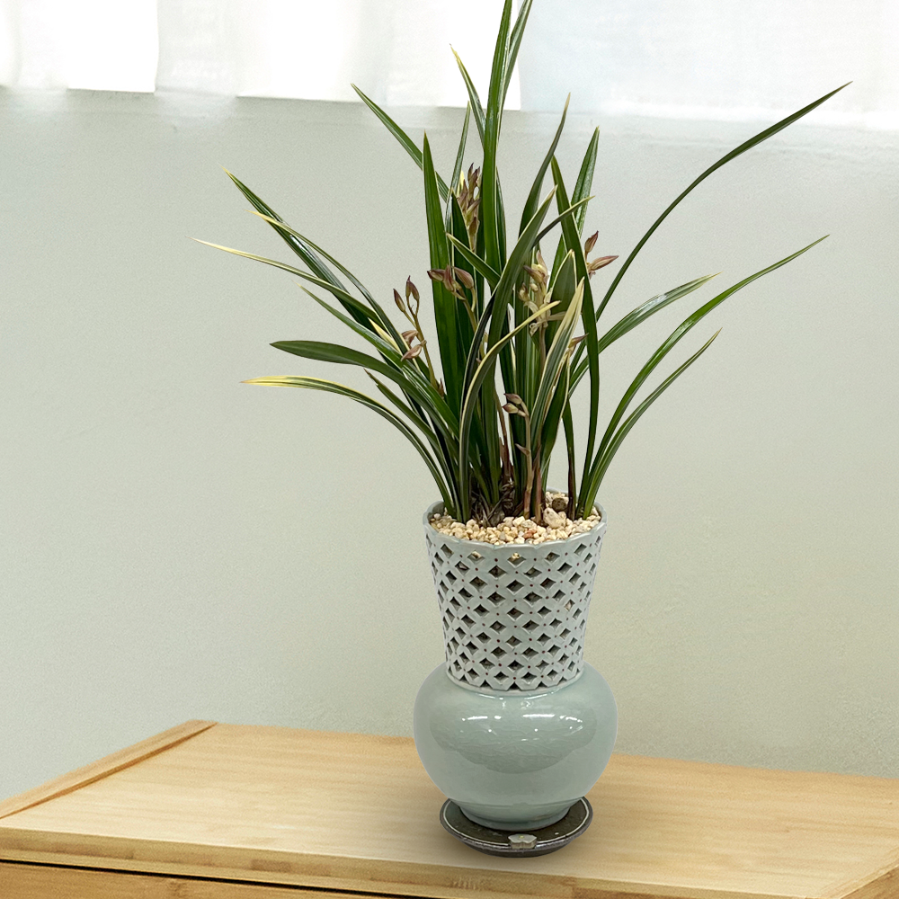 동양란 선물 BEST 1위 : 이천작품 왕관난분 대 황룡금 g-0114 (수도권배송) 사진전송 승진 진급 취임 영전 인사이동 개업화분 230,000원