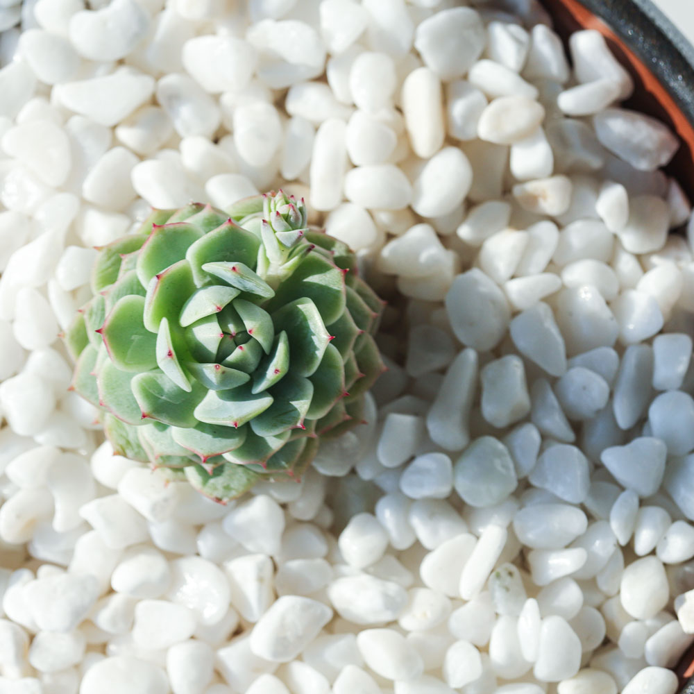 수아쿠아 백자갈 3~5mm 4,800원