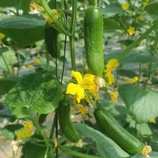 [당일 수확, 배송] 평점 5.0! 아삭아삭, 껍질 얇고 다이어트 최고 미니 오이 31,800원