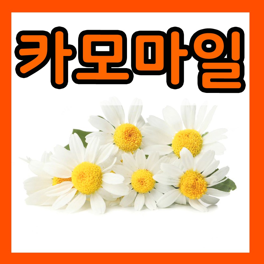 꽃씨몰 꽃씨 봄 파종 여름꽃씨 가을 노지월동 다년생 야생화 양귀비 종자 꽃씨앗 4,000원