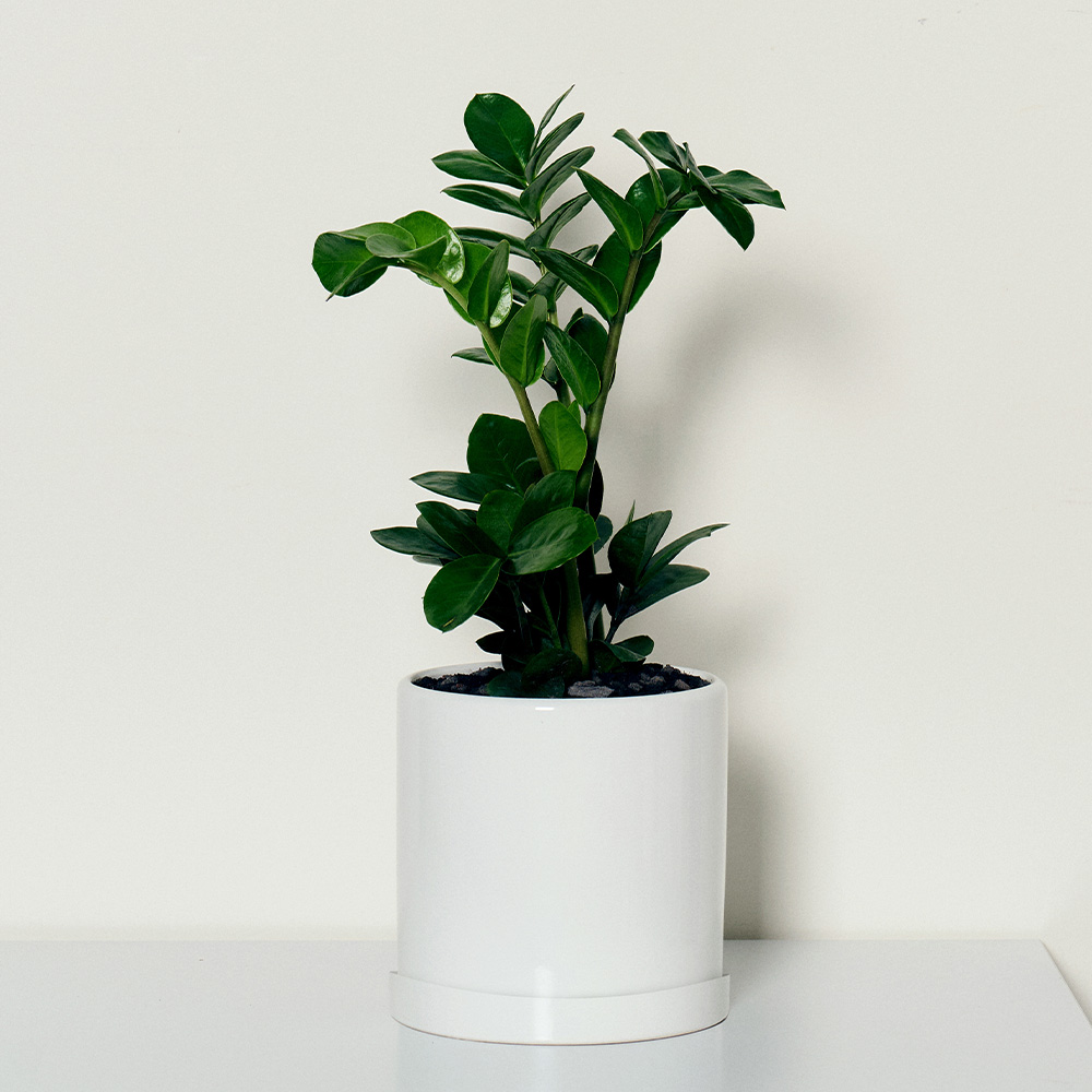 [로켓프레시] 코코도르팜 도자기 화분 대형 금전수 돈나무, 그린, 1개 29,800원