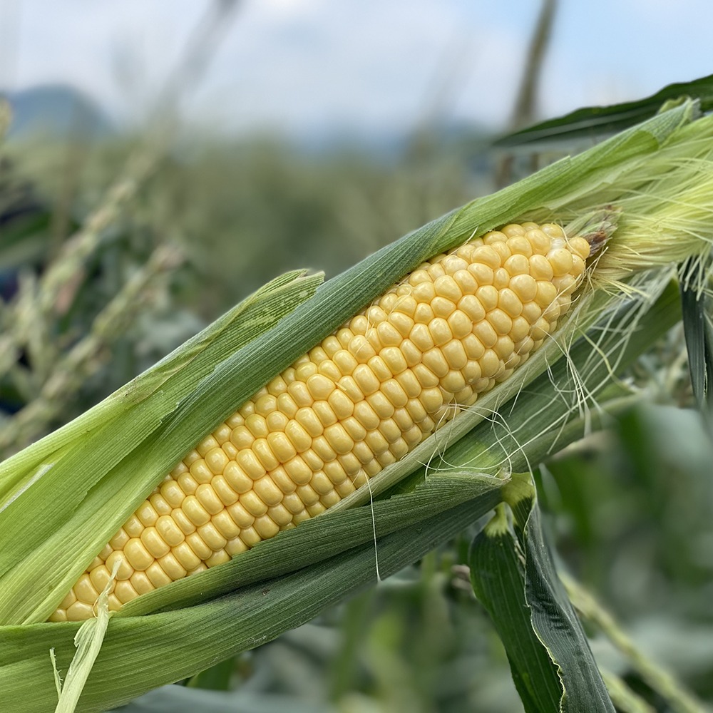 쫀득하고 구수한 무첨가 찐 국내산 초당옥수수, 1개, 1kg 14,900원