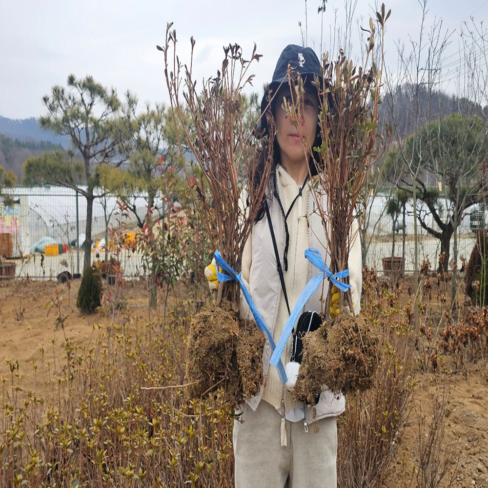 조경수나무묘목/정원수나무묘목 판매 중(왕벚나무,소나무,영산홍,측백나무,남천나무등), 1개 12,000원