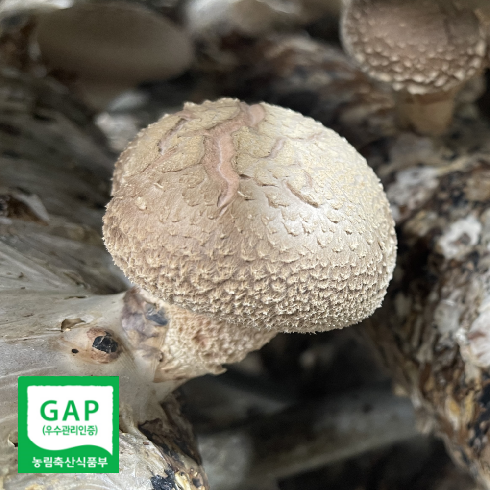 GAP 인증 강원도 생 표고버섯 국산 신선 표고 산지직송, 1박스, 5kg 특품 84,900원