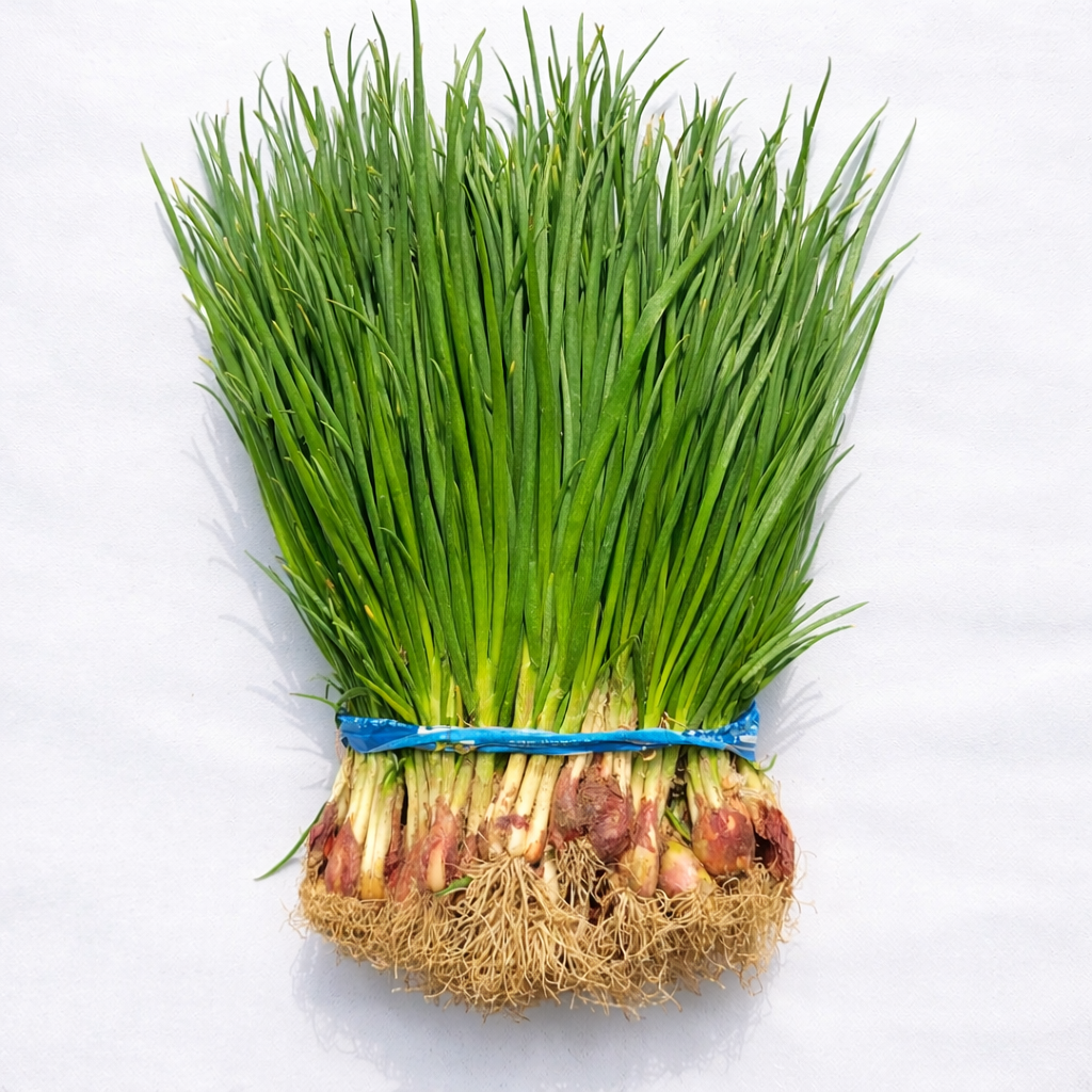 국내산 전라도 쪽파 흙쪽파 1단(약 1kg), 1kg, 1개 6,920원