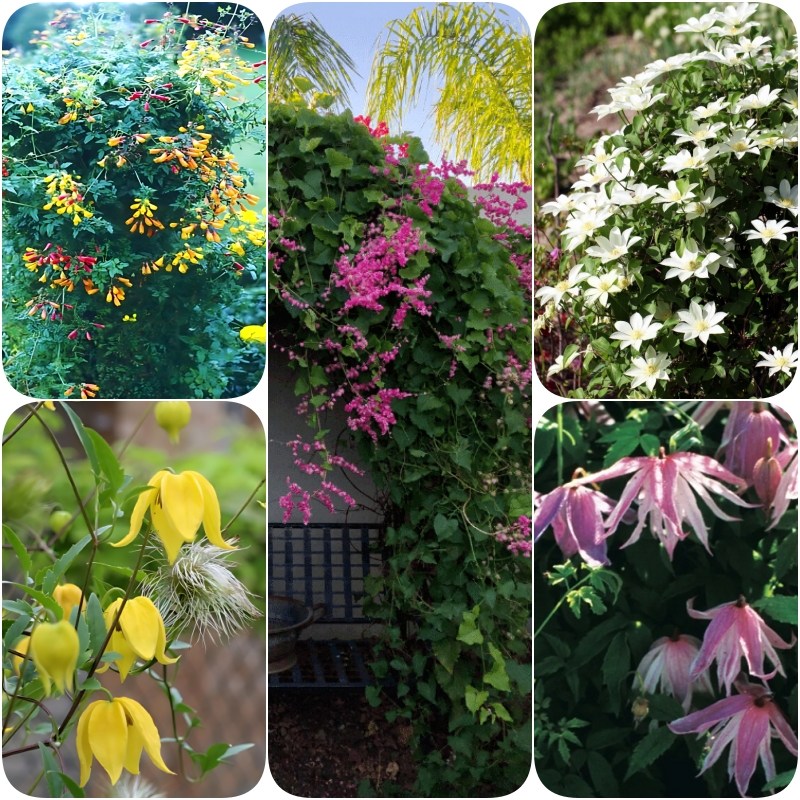 [꽃씨모듬 P4010] 개화기간이 긴 다년초 덩굴이 5선 13,770원