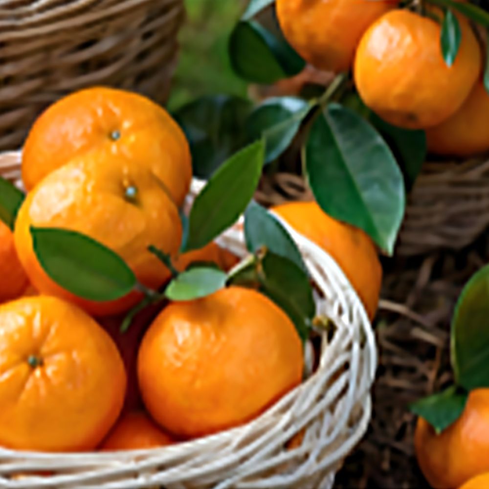 과즙팡팡 제주 레드향 10kg 대과 114,820원