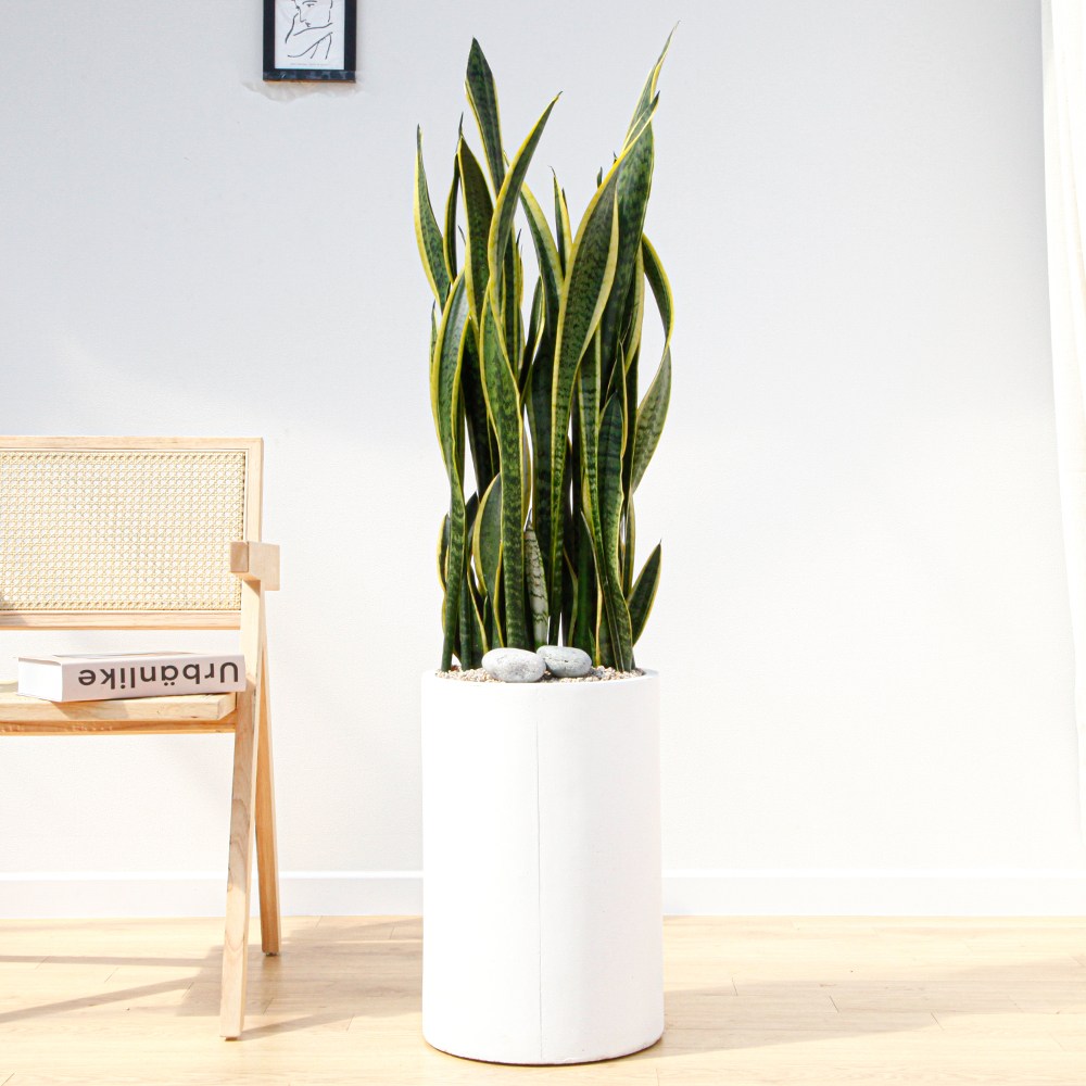 드셀플라워 산세베리아 금전수 개업 화분 집들이 선물 승진 사무실 이전 병원 개원 식당 개업식 축하 화분 배달 당일배송 84.특대형_산세베리아 흰색원형 경량화분 149,000원