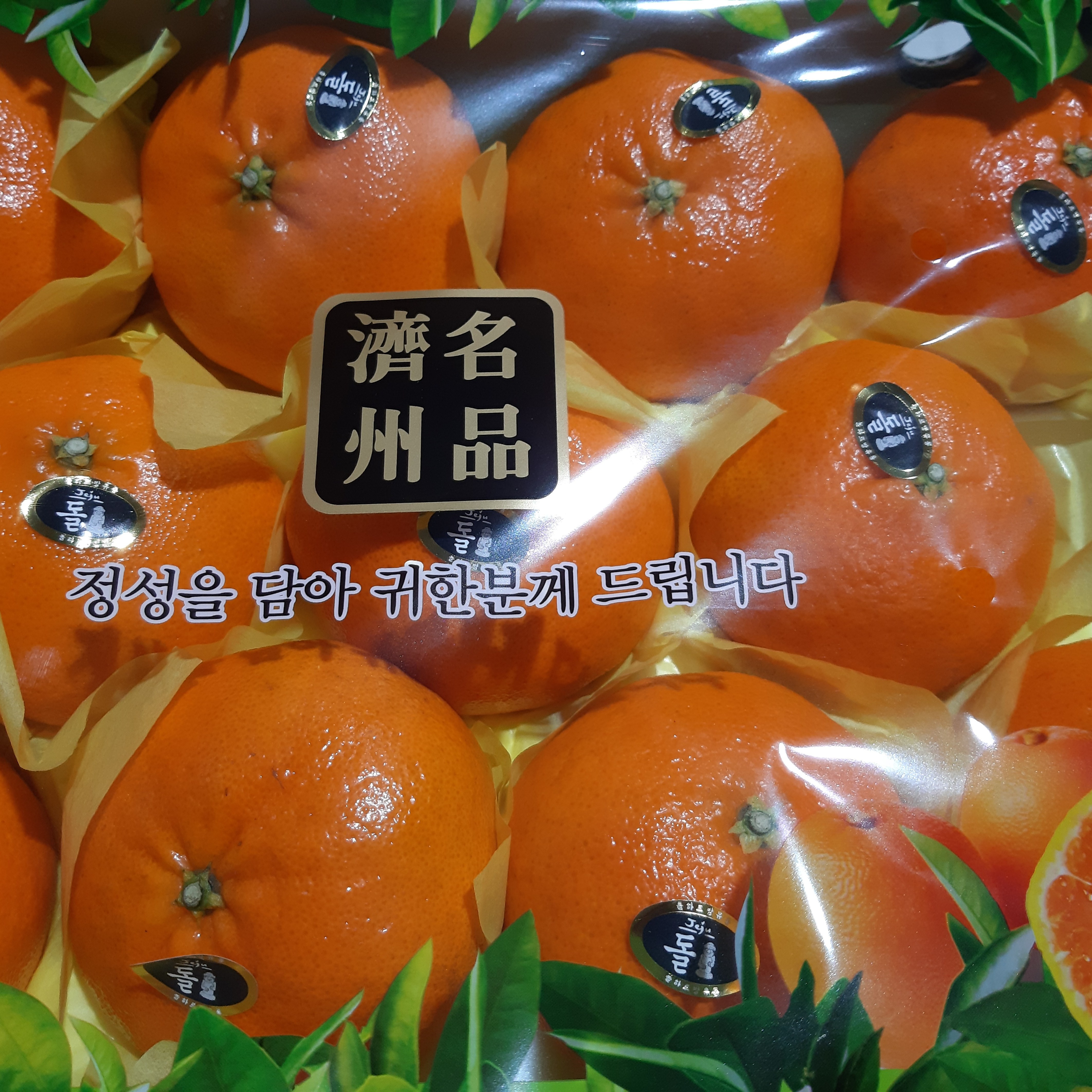 [명가]제주 황금향,레드향,천혜향,한라봉,비가림 하우스 감귤 36,000원