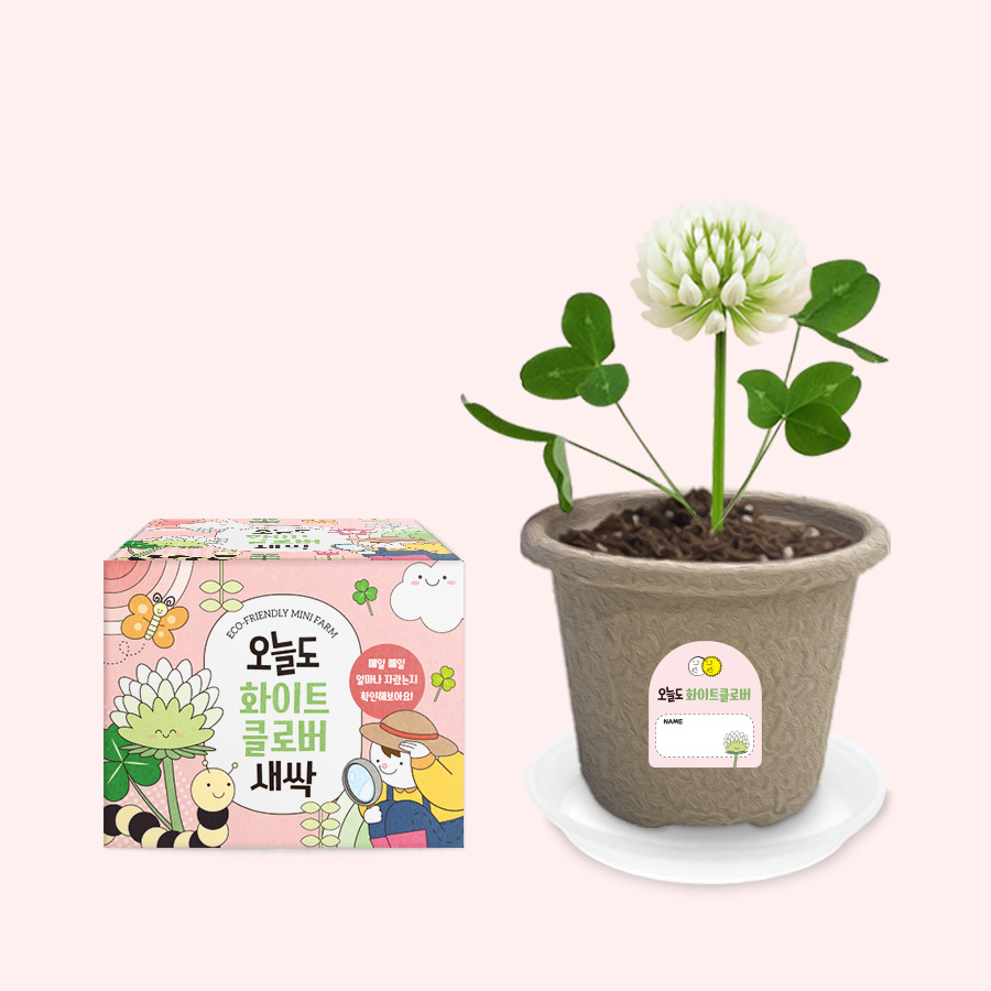 오늘도새싹 식물키우기 화이트클로버 미니화분, 48개 120,000원
