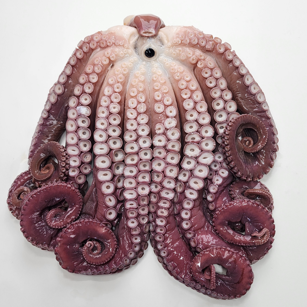 산지직송 참문어 포항동해안 대왕문어 1.5kg-2kg, 1개, 자숙냉동1.5kg(실무게1kg내외) 109,000원