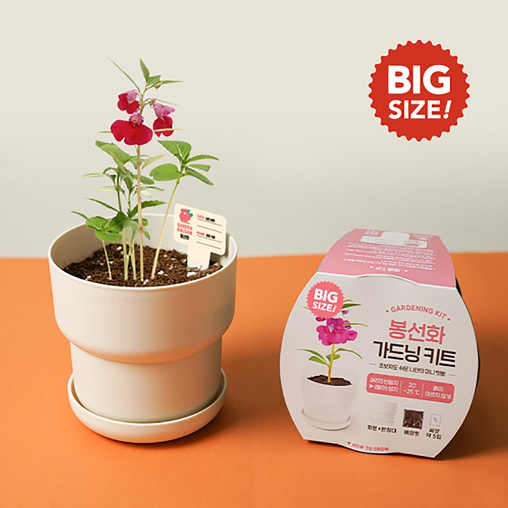 나만의 미니텃밭 빅 가드닝키트 5종 택1 미니화분 식물 키우기 키트, 1세트, 봉선화 5,500원