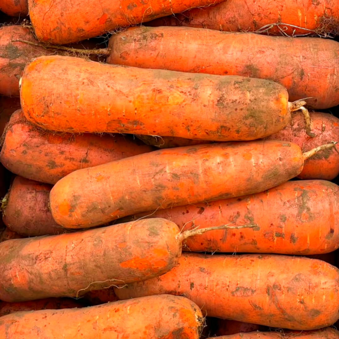 [역대특가] 제주농장 초초특가 아삭달콤 꿀당도 제주도 구좌당근 16,900원